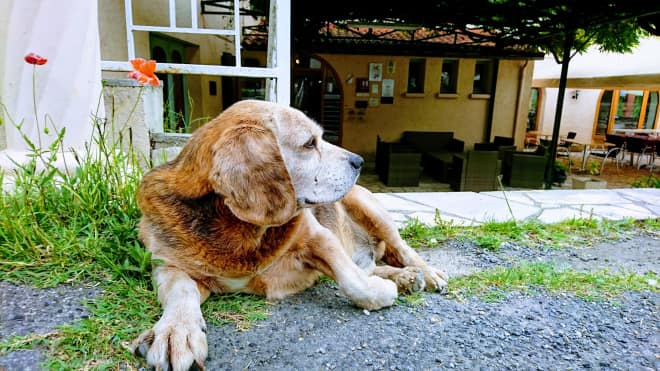 Un chien couché sur le sol